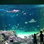 Sydney SEA LIFE Aquarium, Shark Tank