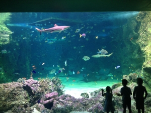Sydney SEA LIFE Aquarium, Shark Tank Aquarium LED Lighting