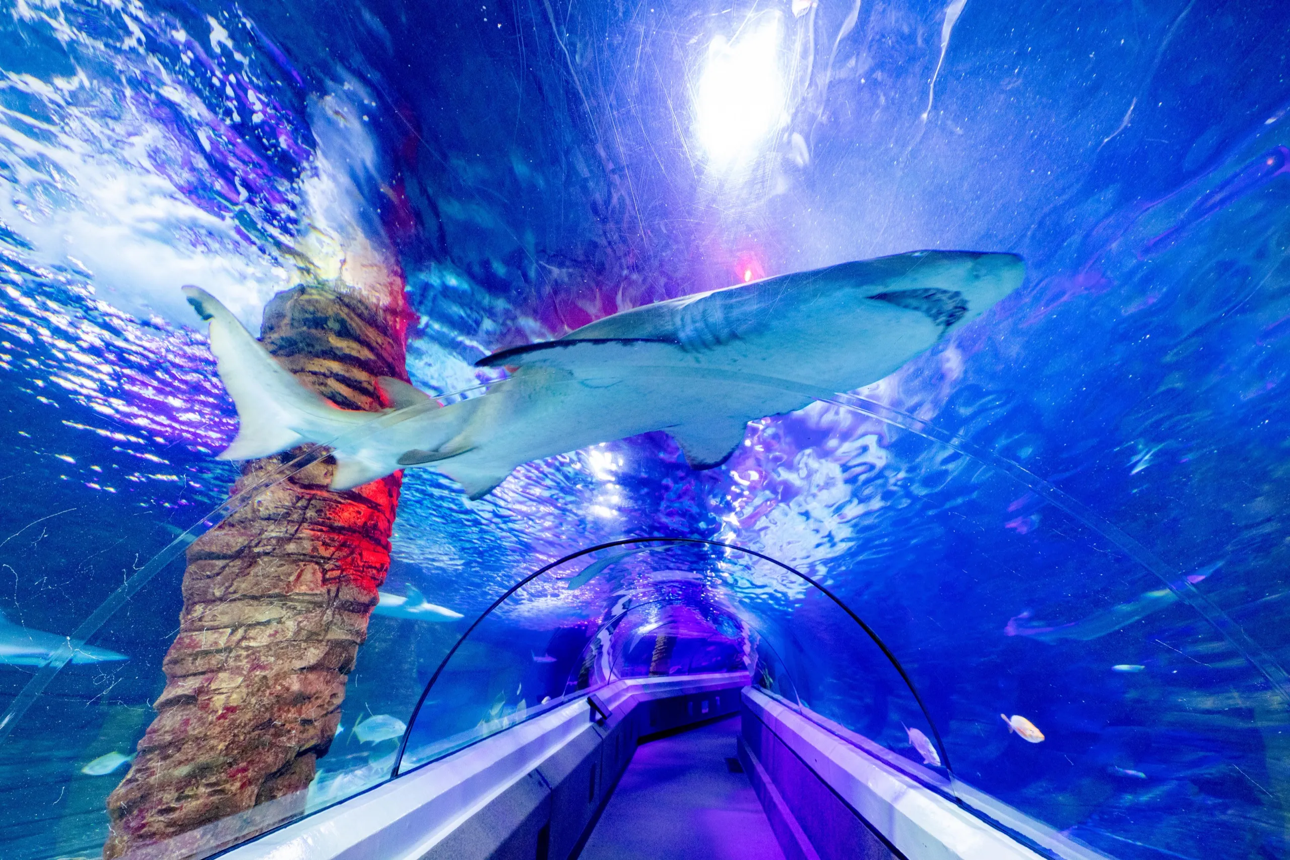 Sydney SEA Life Aquarium — Empyrean LED lighting installation